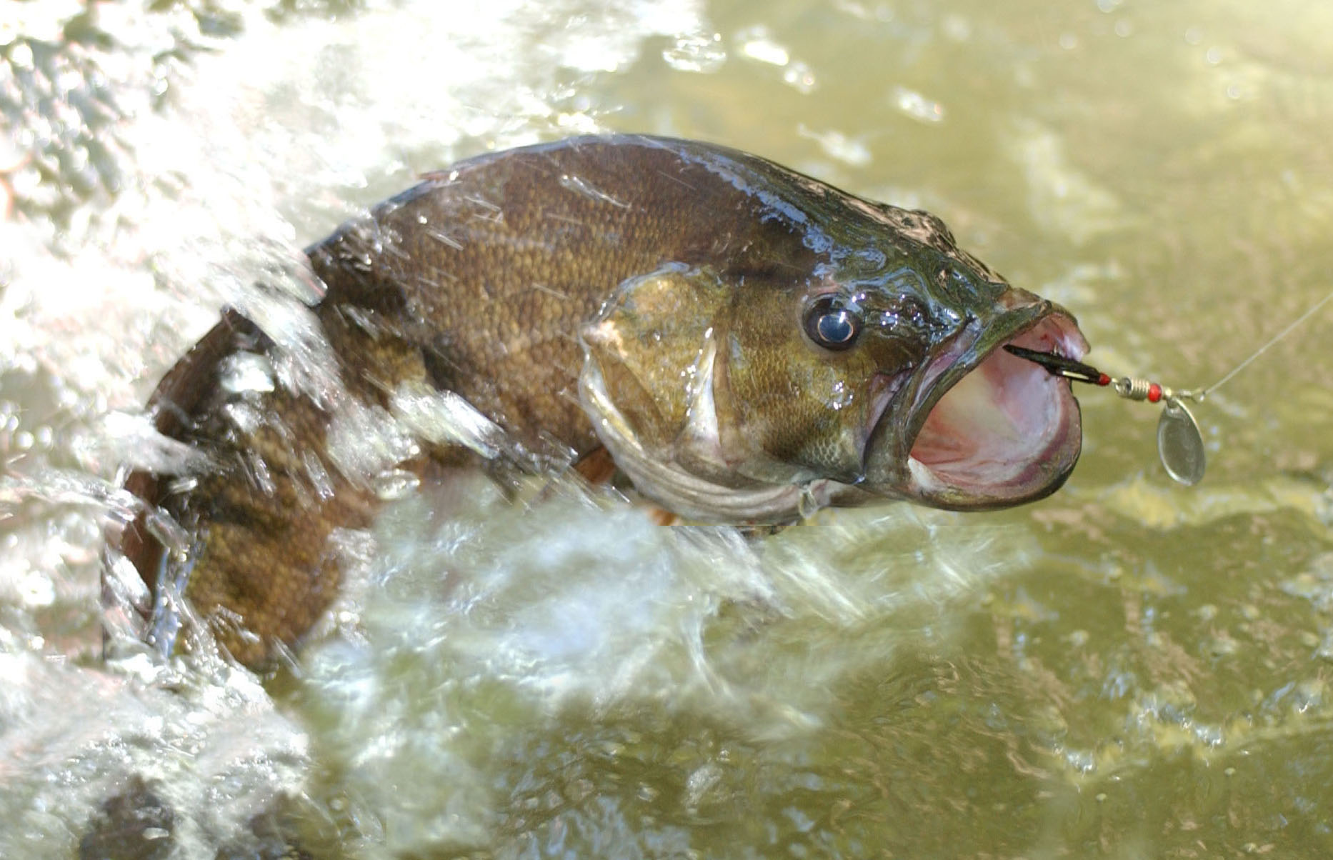 minnesota-fishing-5-best-baits-for-bass-in-the-fall-game-fish